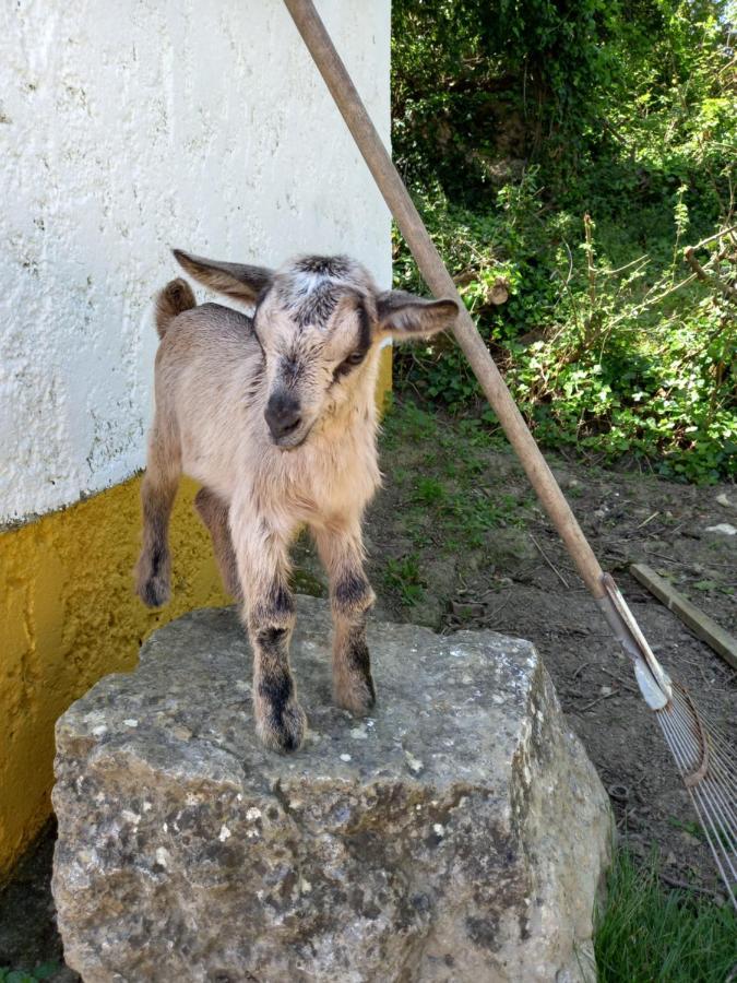 Casinha de férias no campo - Quintinha dos Cavalos - Arruda dos Vinhos Sabugos Esterno foto